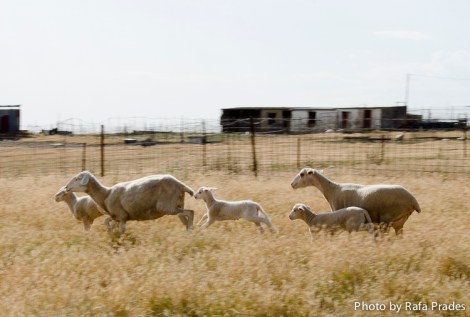 La oveja merina del Casar de Cáceres