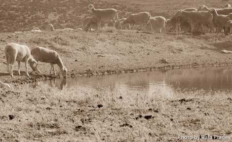 Ovejas pastando en tierras del Casar de Cáceres