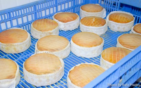 Maduración en cámaras acondicionadas